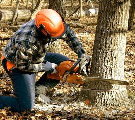 Tree Removal in Baldwyn, MS